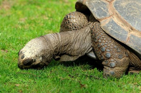 Seychellen Riesenschildkröte Zoo Vivarium Darmstadt 2017