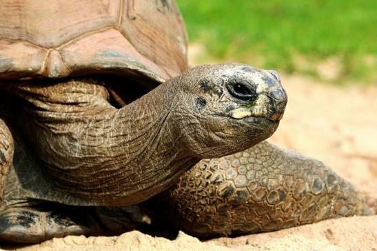 Seychellen Riesenschildkröte Zoo Vivarium Darmstadt 2017