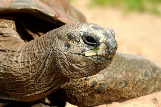Seychellen Riesenschildkröte Zoo Vivarium Darmstadt 2017