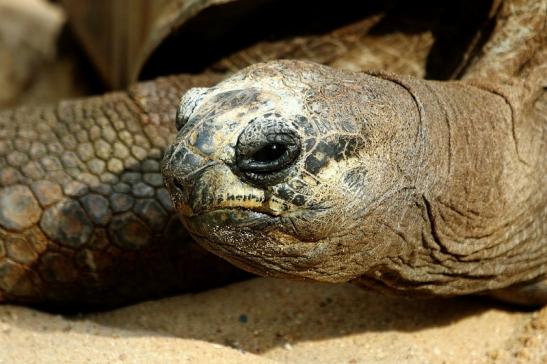 Seychellen Riesenschildkröte Zoo Vivarium Darmstadt 2017