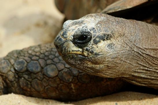 Seychellen Riesenschildkröte Zoo Vivarium Darmstadt 2017