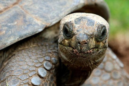 Seychellen Riesenschildkröte Zoo Vivarium Darmstadt 2017