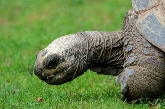 Seychellen Riesenschildkröte Zoo Vivarium Darmstadt 2017