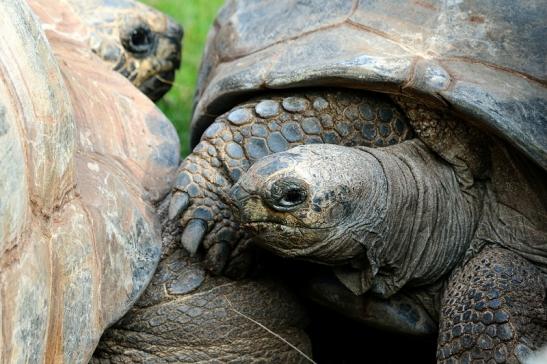 Seychellen Riesenschildkröte Zoo Vivarium Darmstadt 2017