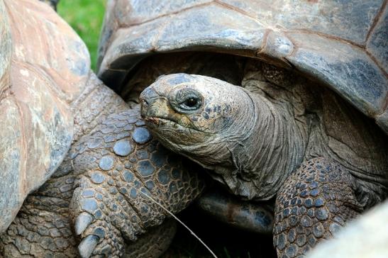 Seychellen Riesenschildkröte Zoo Vivarium Darmstadt 2017