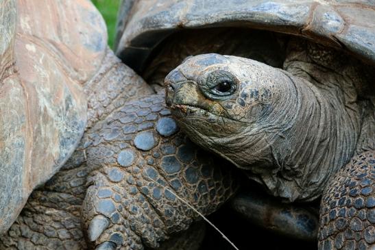 Seychellen Riesenschildkröte Zoo Vivarium Darmstadt 2017