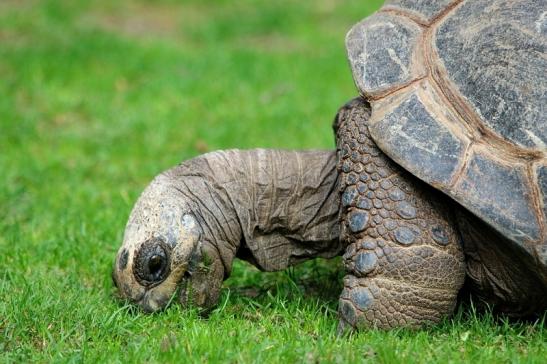 Seychellen Riesenschildkröte Zoo Vivarium Darmstadt 2017