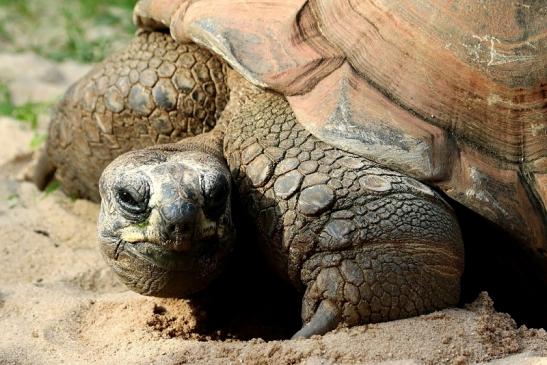 Seychellen Riesenschildkröte Zoo Vivarium Darmstadt 2017