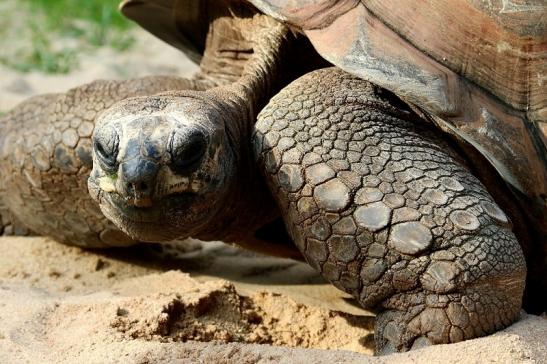 Seychellen Riesenschildkröte Zoo Vivarium Darmstadt 2017