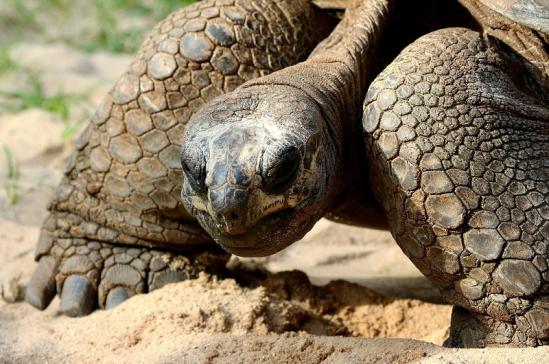 Seychellen Riesenschildkröte Zoo Vivarium Darmstadt 2017