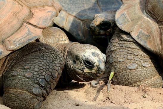 Seychellen Riesenschildkröte Zoo Vivarium Darmstadt 2017