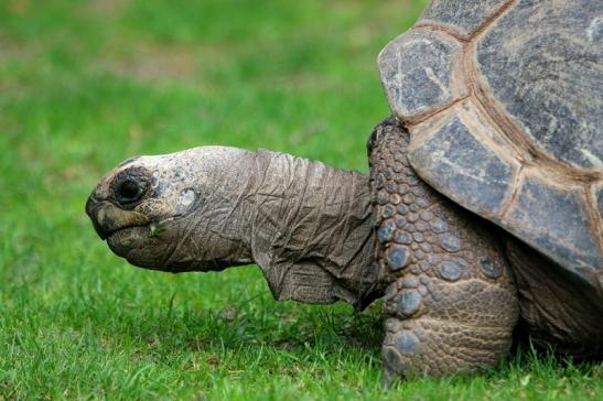 Seychellen Riesenschildkröte Zoo Vivarium Darmstadt 2017