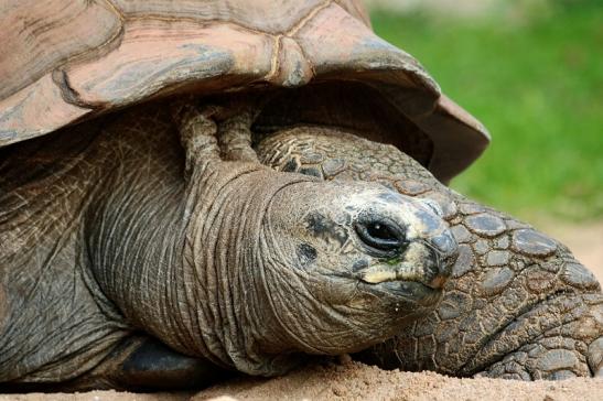 Seychellen Riesenschildkröte Zoo Vivarium Darmstadt 2017