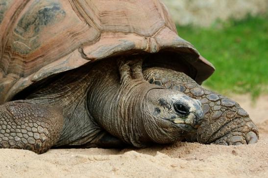 Seychellen Riesenschildkröte Zoo Vivarium Darmstadt 2017