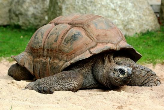 Seychellen Riesenschildkröte Zoo Vivarium Darmstadt 2017