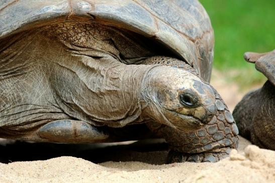 Seychellen Riesenschildkröte Zoo Vivarium Darmstadt 2017