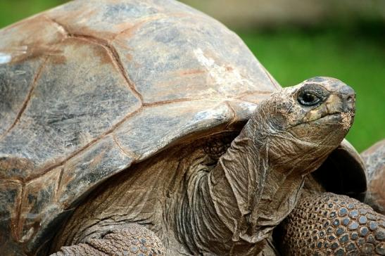 Seychellen Riesenschildkröte Zoo Vivarium Darmstadt 2017