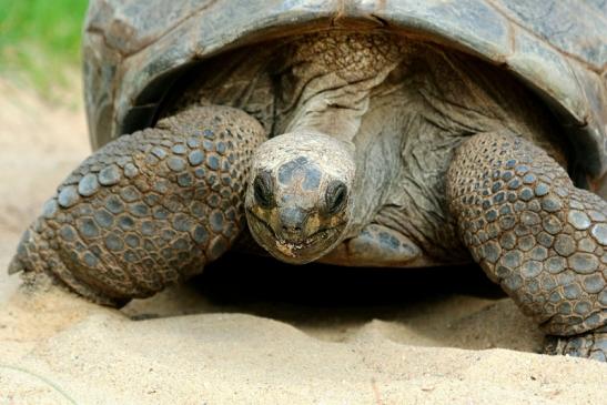 Seychellen Riesenschildkröte Zoo Vivarium Darmstadt 2017