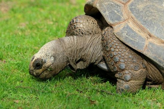 Seychellen Riesenschildkröte Zoo Vivarium Darmstadt 2017