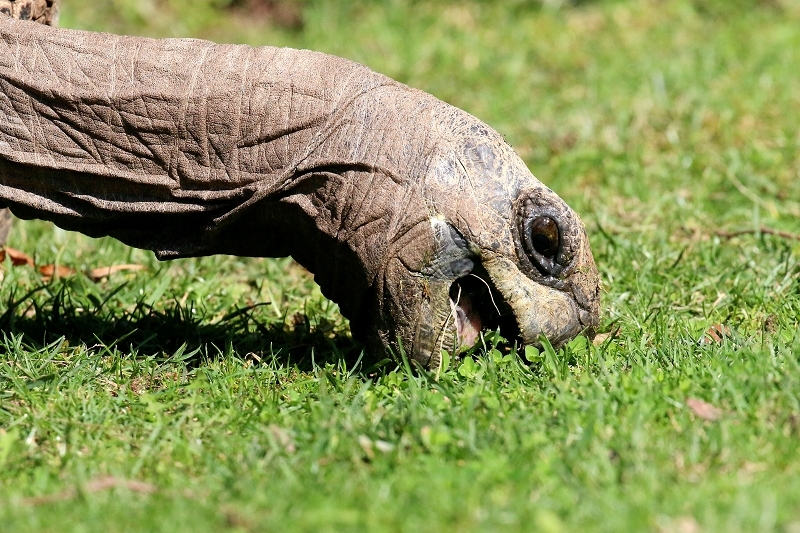 Seychellen Riesenschildkröte Zoo Vivarium Darmstadt 2019