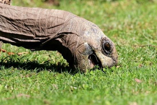 Seychellen-Riesenschildkröte Zoo Vivarium Darmstadt 2019