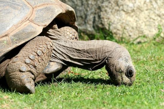 Seychellen Riesenschildkröte Zoo Vivarium Darmstadt 2019