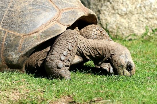 Seychellen Riesenschildkröte Zoo Vivarium Darmstadt 2019