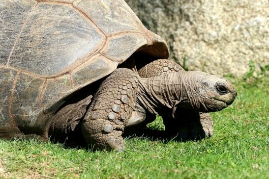 Seychellen-Riesenschildkröte Zoo Vivarium Darmstadt 2019