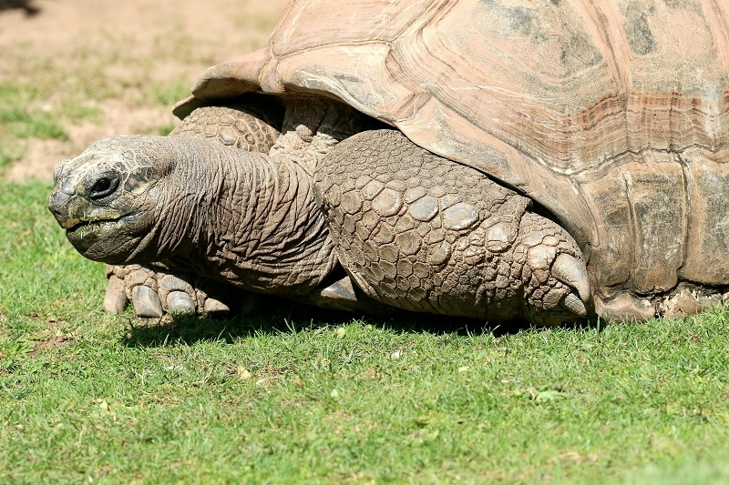Seychellen Riesenschildkröte Zoo Vivarium Darmstadt 2019