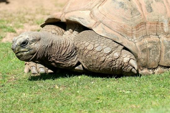 Seychellen-Riesenschildkröte Zoo Vivarium Darmstadt 2019