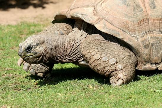 Seychellen Riesenschildkröte Zoo Vivarium Darmstadt 2019