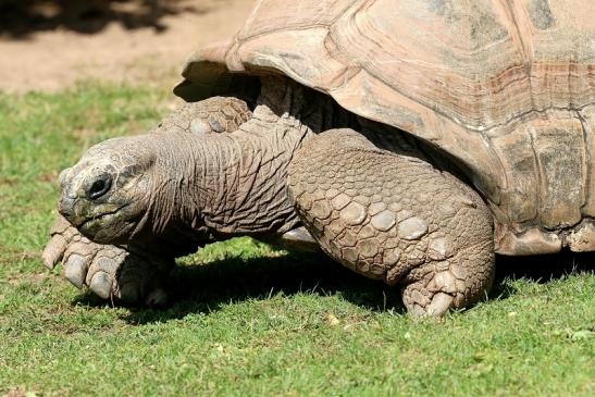 Seychellen-Riesenschildkröte Zoo Vivarium Darmstadt 2019