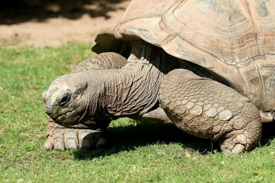 Seychellen-Riesenschildkröte Zoo Vivarium Darmstadt 2019