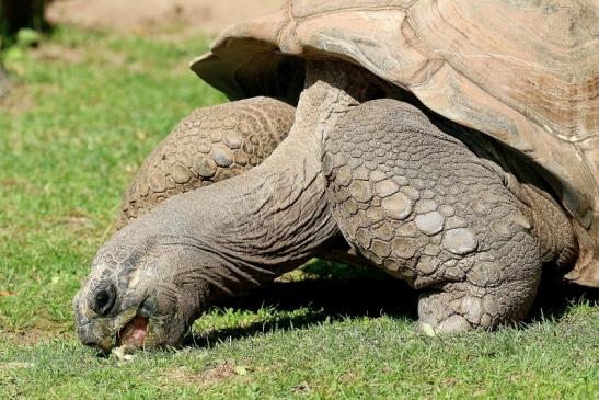 Seychellen Riesenschildkröte Zoo Vivarium Darmstadt 2019