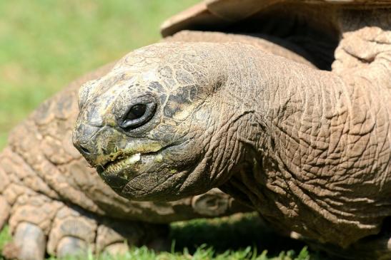 Seychellen Riesenschildkröte Zoo Vivarium Darmstadt 2019