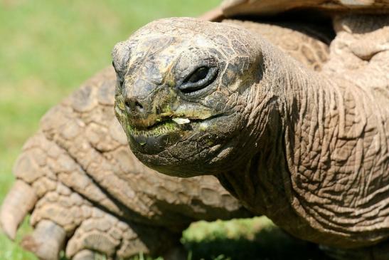Seychellen-Riesenschildkröte Zoo Vivarium Darmstadt 2019