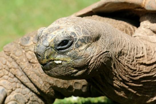 Seychellen Riesenschildkröte Zoo Vivarium Darmstadt 2019