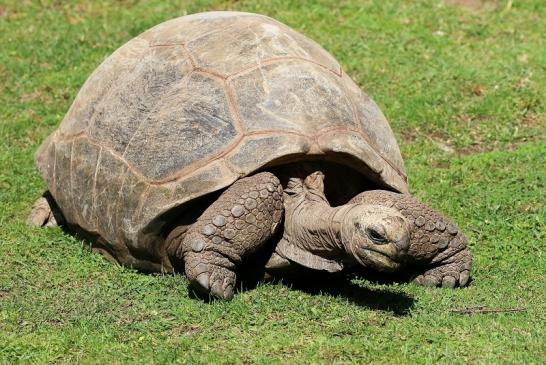 Seychellen-Riesenschildkröte Zoo Vivarium Darmstadt 2019