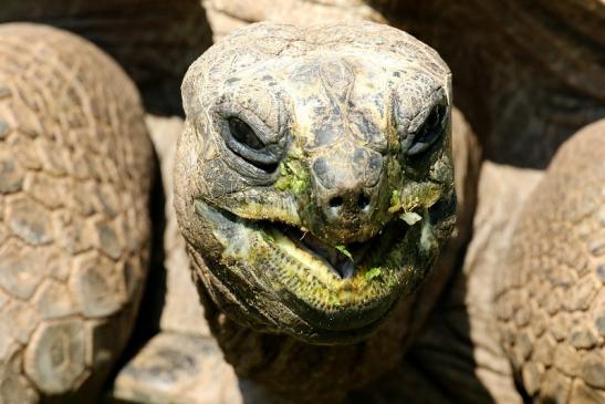 Seychellen Riesenschildkröte Zoo Vivarium Darmstadt 2019