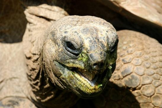 Seychellen Riesenschildkröte Zoo Vivarium Darmstadt 2019