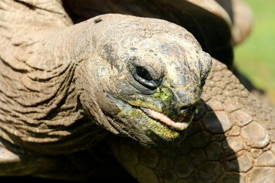 Seychellen-Riesenschildkröte Zoo Vivarium Darmstadt 2019