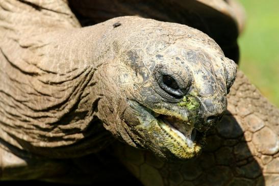 Seychellen-Riesenschildkröte Zoo Vivarium Darmstadt 2019