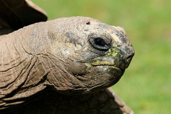 Seychellen-Riesenschildkröte Zoo Vivarium Darmstadt 2019