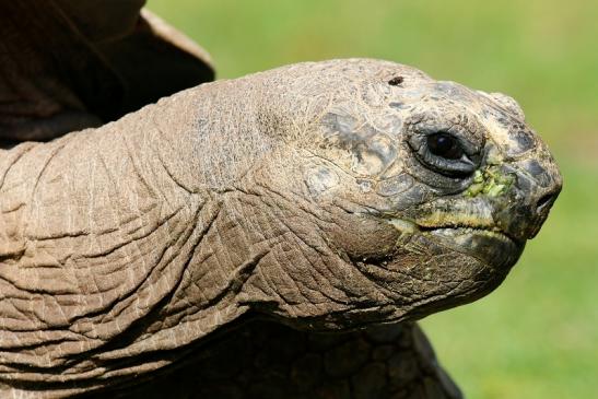 Seychellen-Riesenschildkröte Zoo Vivarium Darmstadt 2019