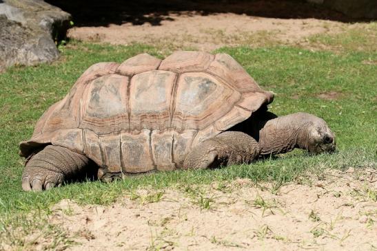 Seychellen-Riesenschildkröte Zoo Vivarium Darmstadt 2019