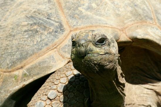 Seychellen-Riesenschildkröte Zoo Vivarium Darmstadt 2019