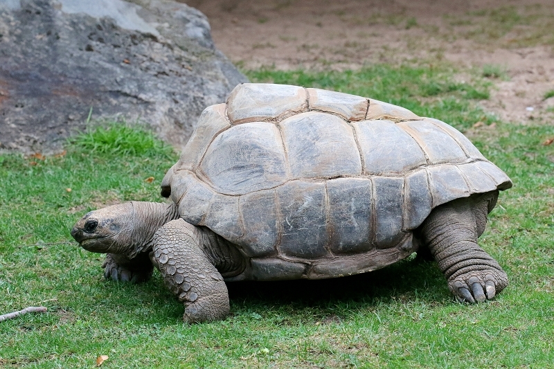 Seychellen Riesenschildkröte Zoo Vivarium Darmstadt 2019