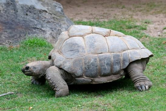 Seychellen-Riesenschildkröte Zoo Vivarium Darmstadt 2019