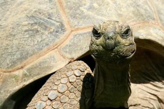 Seychellen-Riesenschildkröte Zoo Vivarium Darmstadt 2019