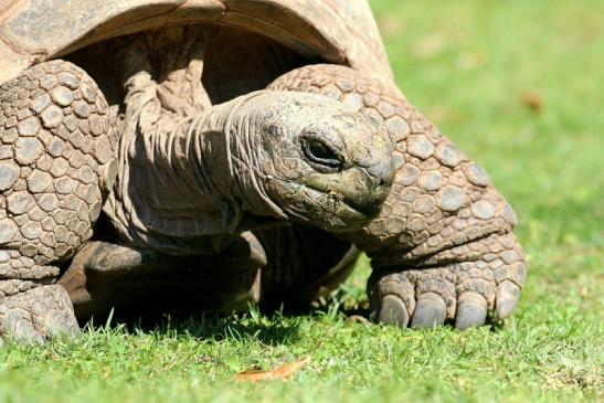 Seychellen Riesenschildkröte Zoo Vivarium Darmstadt 2019